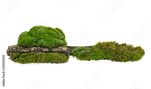 Green mossy hill isolated on white background. Green moss on wooden branch.