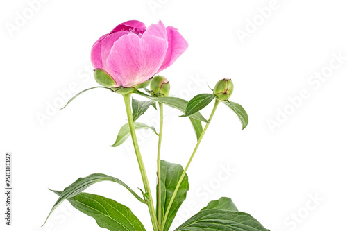 Pink peony flower with leaves isolated on white background