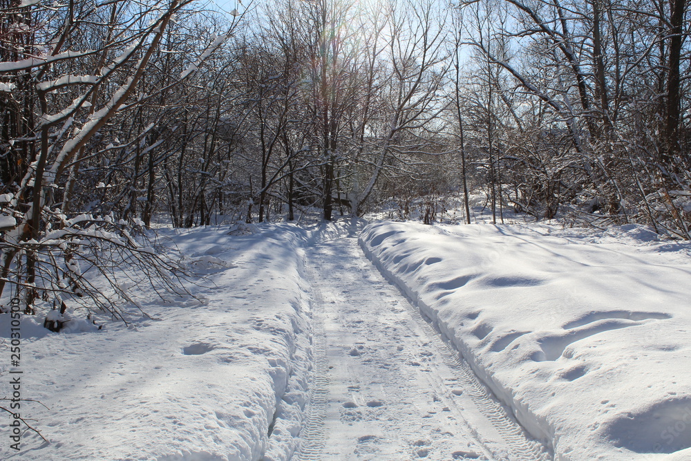 road in winter forest