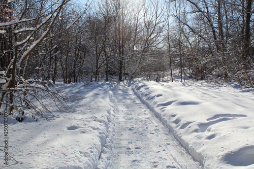 road in winter forest © Elena Bondareva