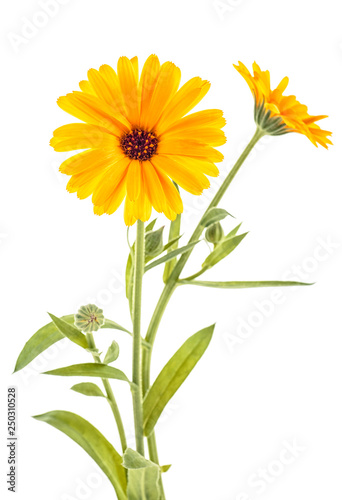 Marigold flowers with leaves isolated on white background. Calendula officinalis.