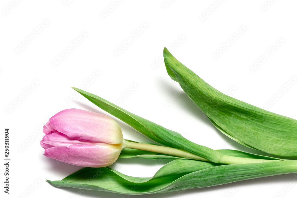 Lilac pink tulip on white background, delicate, soft and gentle pure spring layout with copy space Lilac pink tulip on white background, delicate, soft and gentle pure spring layout with copy space