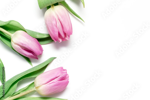 Fototapeta Naklejka Na Ścianę i Meble -  Three pink tulips on white background close up - holiday card for 8 march, Valentine day or mother's day with copy space