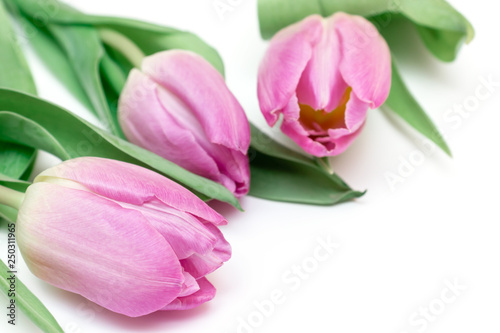 Three pink tulips on white background close up - holiday card for 8 march, Valentine day or mother's day with copy space