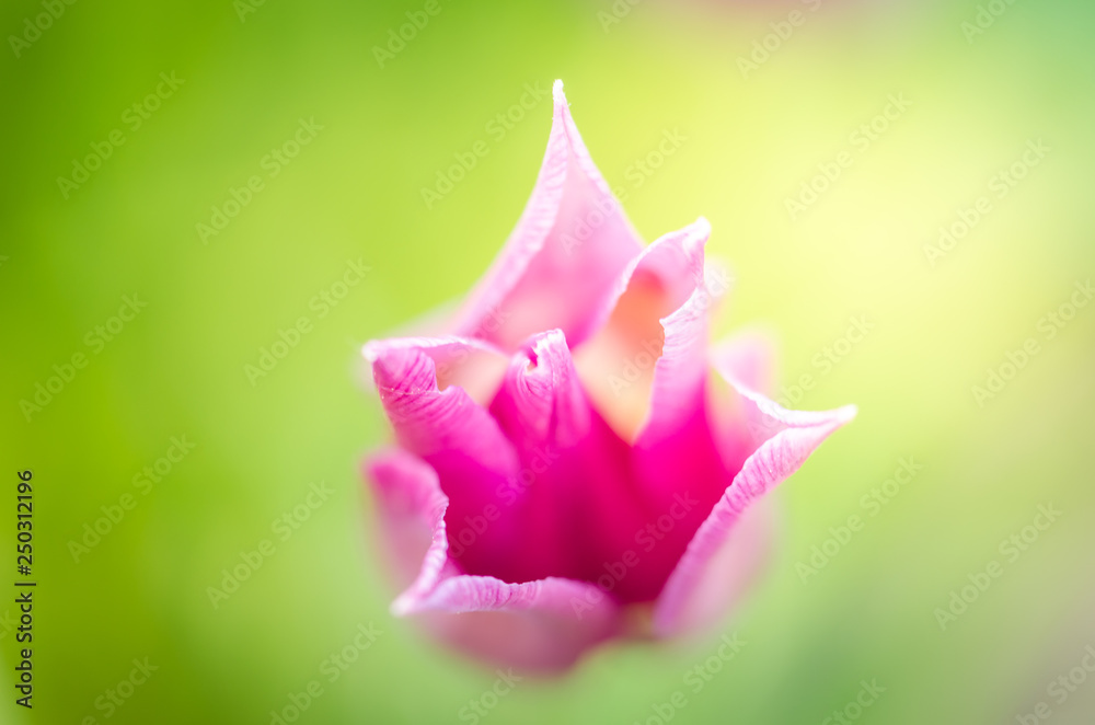 field flowers violet tulip. Beautiful nature scene with blooming violet tulip/Spring flowers. Spring background closeup field flowers violet tulip. Beautiful nature scene with blooming violet tulip/Spring flowers. Spring background closeup