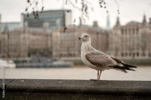 seagull on a wall in london (ID: 250312194)