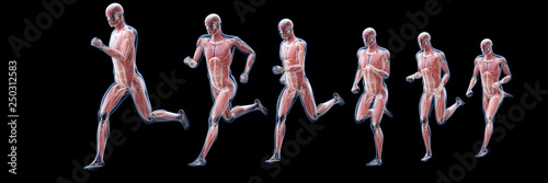 3d rendered illustration of a running mans muscles