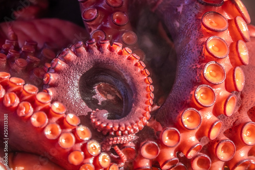 Fototapeta Naklejka Na Ścianę i Meble -  Streetside stalls oferring fresh boiled octopus, Lalin, Pontevedra, Gallicia, Spain