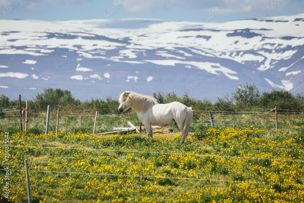Obraz premium White icelandic horse standing on a pasture with green grass and yellow flowers behind wire fence, snow capped mountains in the background on a sunny summer day