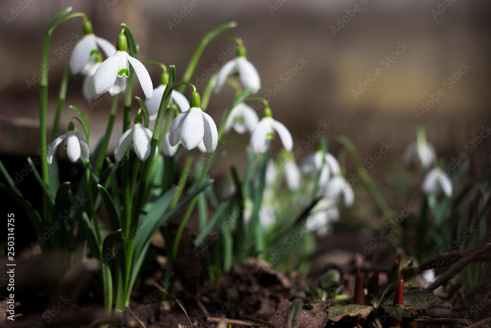 White spring flowers-snowdrops and white cat in the background, White spring flowers-snowdrops and white cat in the background,