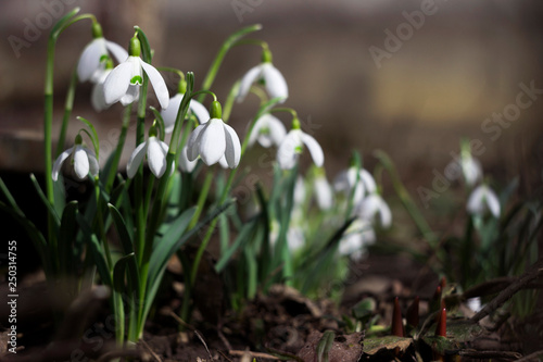 White spring flowers-snowdrops and white cat in the background,