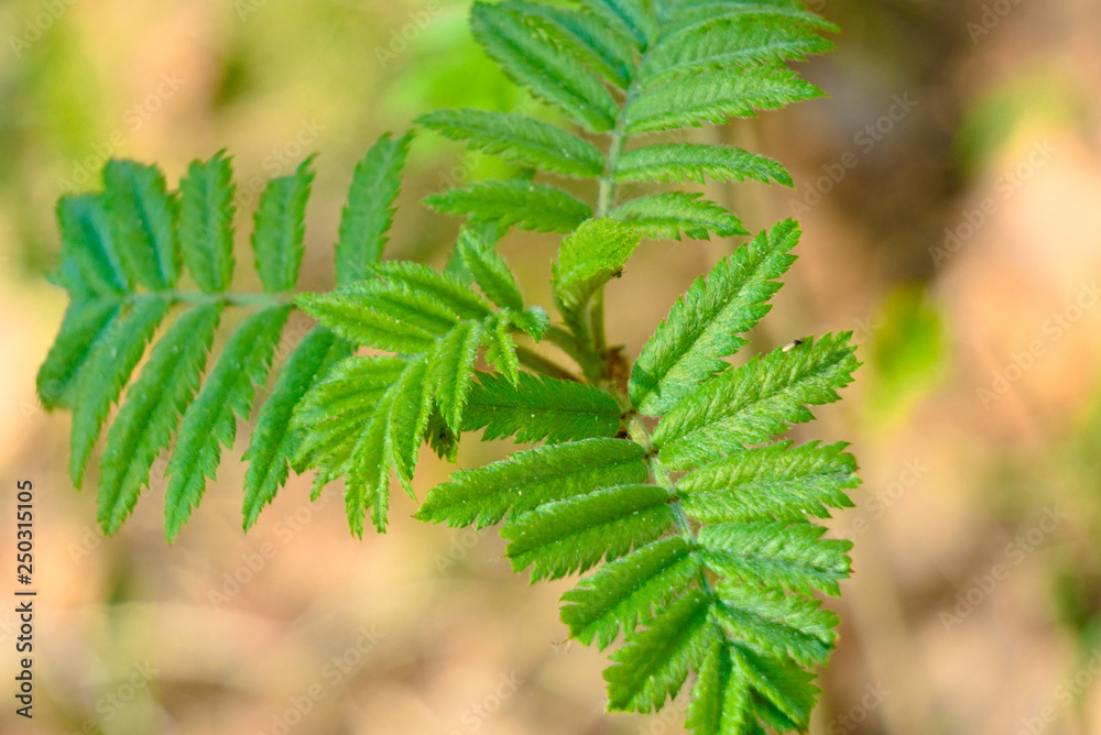 New leaves on a small rowan tree in early spring.