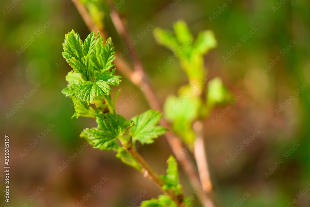 Currant branch with blooming leaves in early spring. Currant branch with blooming leaves in early spring.