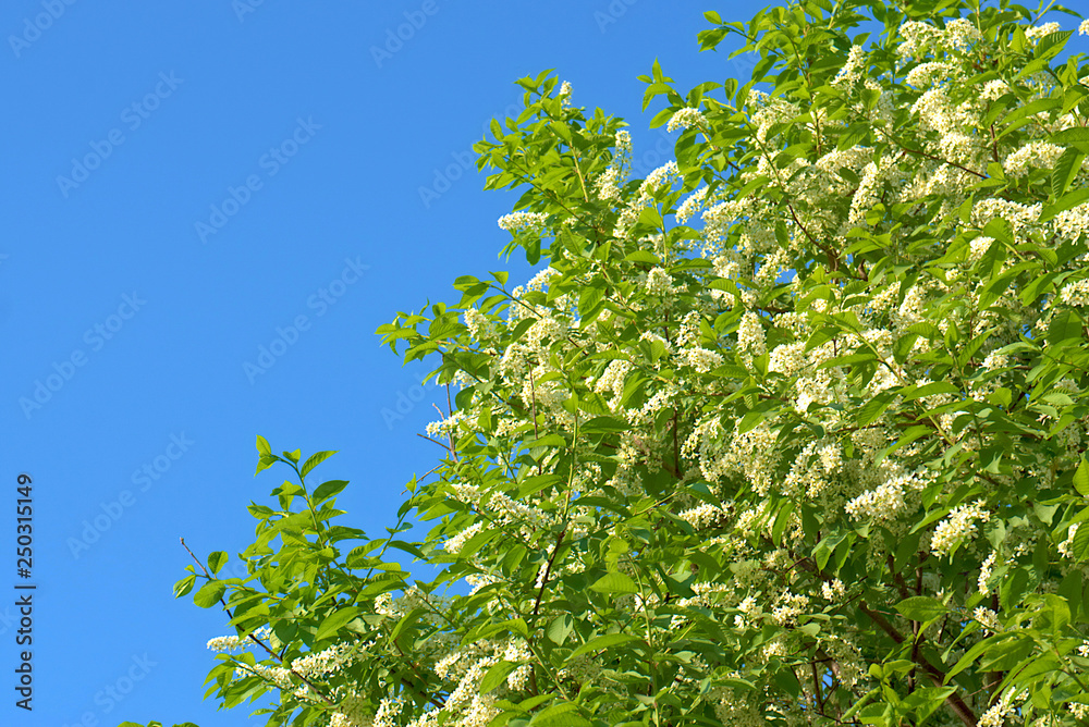 Crown flowering cherry in spring. Crown flowering cherry in spring.