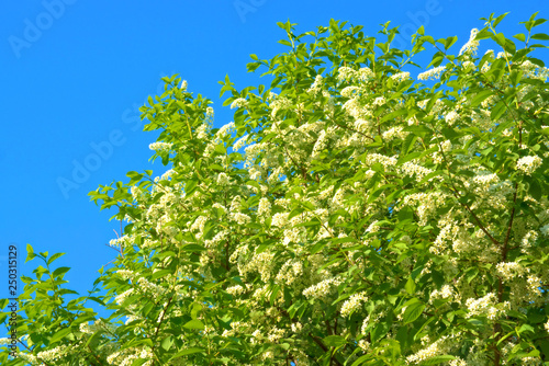 Crown flowering cherry in spring.