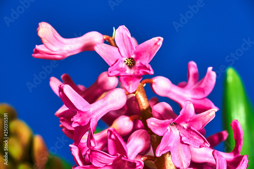 detail of a blooming hyacinth flower on a blue background.