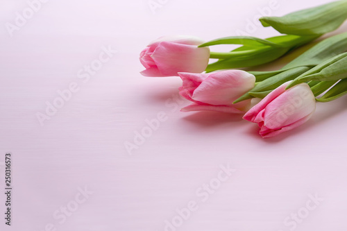 Three beautiful pink tulips lie on a pink background in the upper right corner. There is plenty of room for text. For holiday card, banner for mother's day, Valentine's day, Easter, birthday