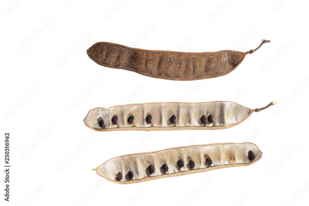 Black locust pods with small seeds isolated on white background ...