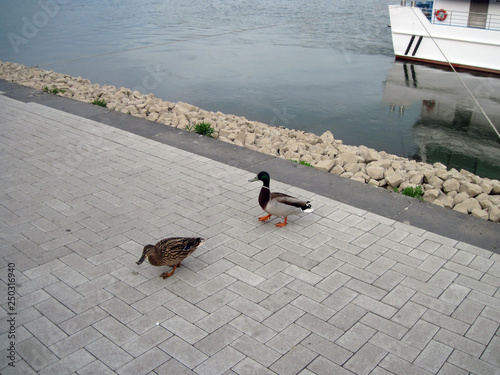 Ducks in Cologne photo
