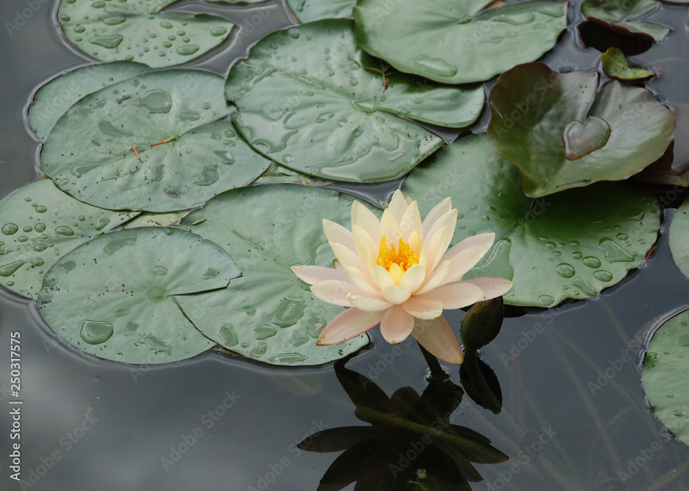 Peach waterlily reflecting in the water after a rain Peach waterlily reflecting in the water after a rain