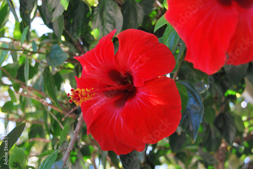 Beautiful red hibiscus flower 