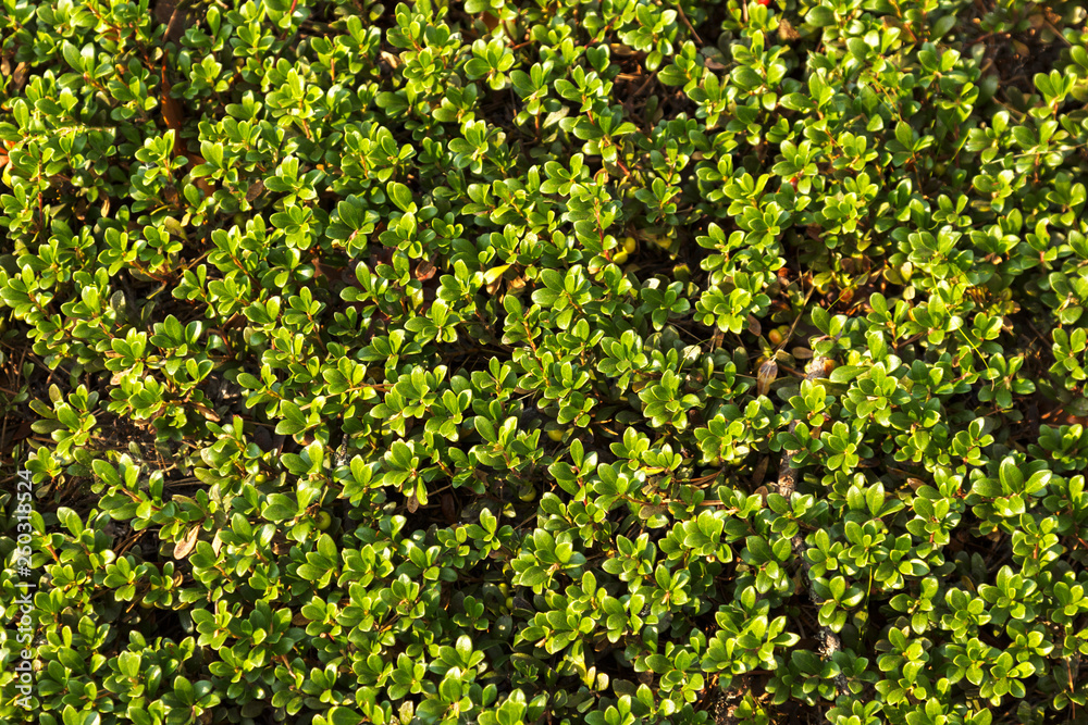 green hedge on a warm summer day, leaves green hedge on a warm summer day, leaves
