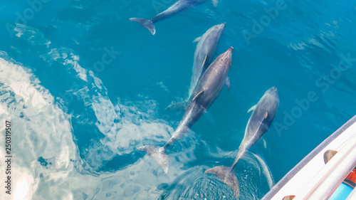 Bay of Islands in Paihia, cruising to the Hole in the Rock and with dolphins