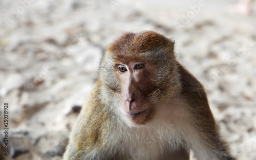 Portrait of a pensive monkey on the beach