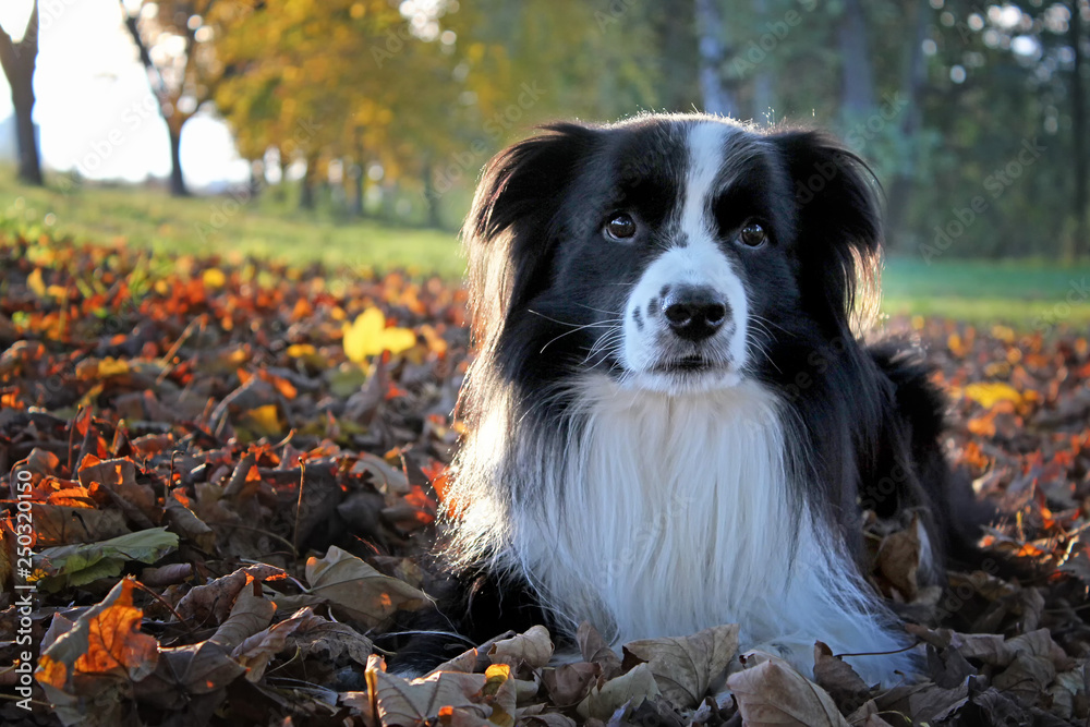 Obraz premium Portrait of a dog lying in fall-colored leaves in autumn.