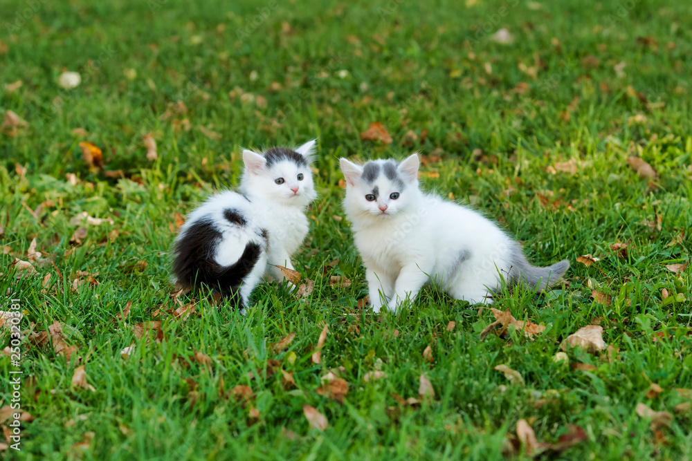 Little white kitten playing on the grass