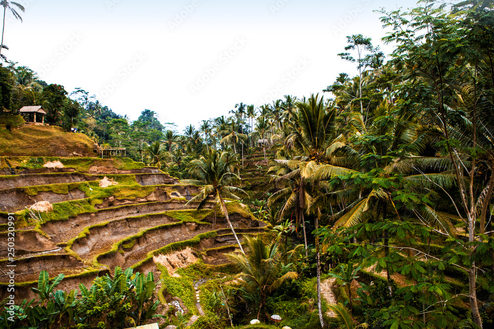 Fototapeta premium Rice Terrace in Indonesia