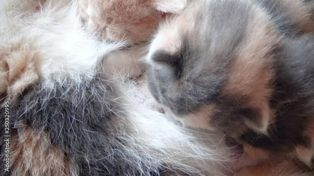 Cute tricolor kittens are being fed by their mother cat. Three white and black and ginger fluffy kittens crawling next to their mother and drinking her milk.