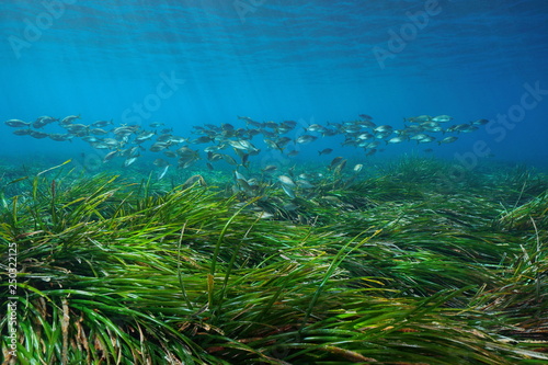 Seagrass Posidonia oceanica with a school of fish underwater in the Mediterranean sea, Cabo de Gata Nijar, Almeria, Andalusia, Spain