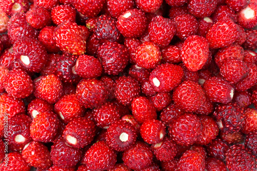 background of a very big amount isolated strawberries scattered on the plane  very ripe and beautiful  forest berries  gifts of nature  delicious desserts