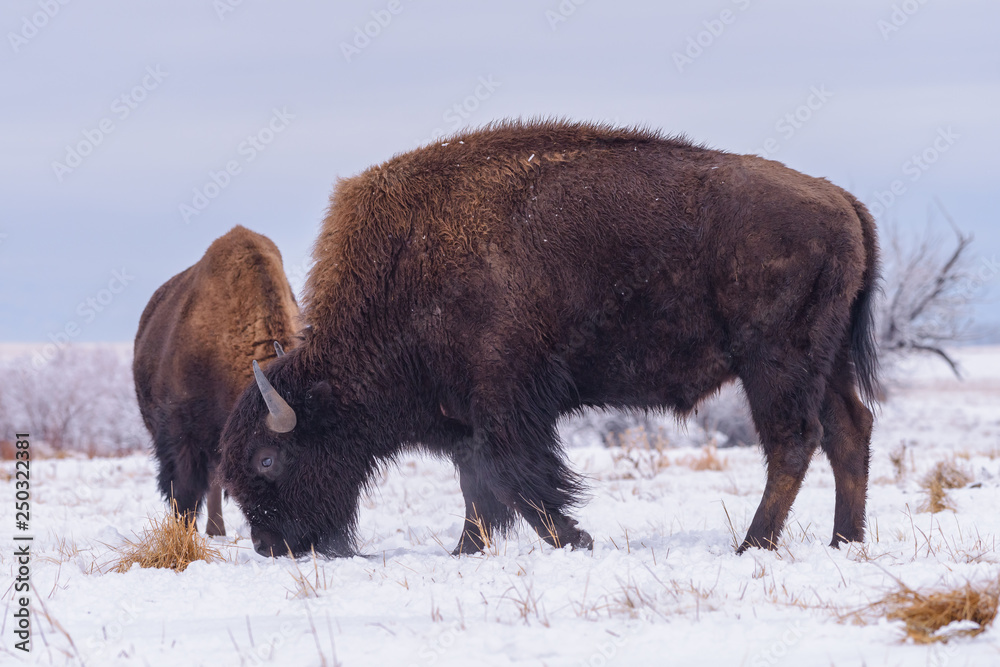 American Bison on the High Plains of Colorado American Bison on the High Plains of Colorado