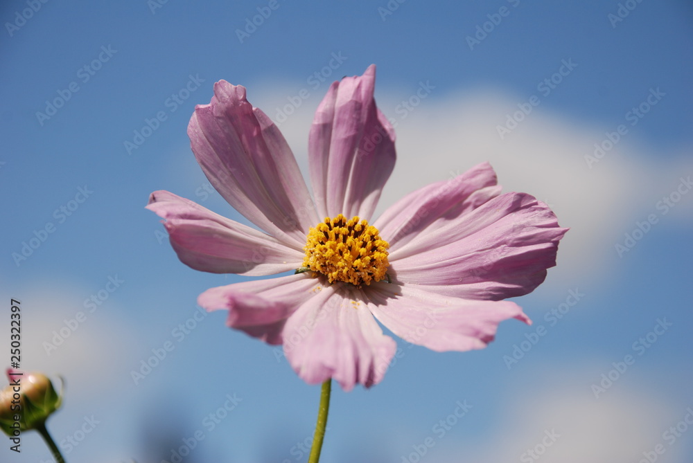 cosmos cosmos