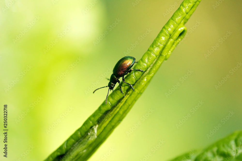 Green Red Beetle Green Red Beetle
