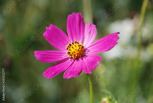 pink flower © Aleksandr