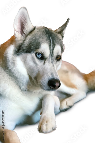 Fototapeta Naklejka Na Ścianę i Meble -  portrait of siberian husky dog