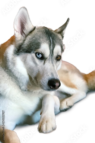 portrait of siberian husky dog