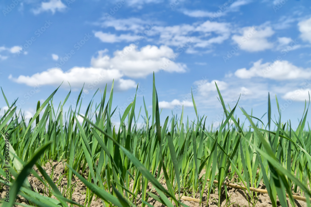 Obraz premium Green field against blue sky with white clouds, spring landscape . Enviromental protection concept. Low angle view. Selective focus.