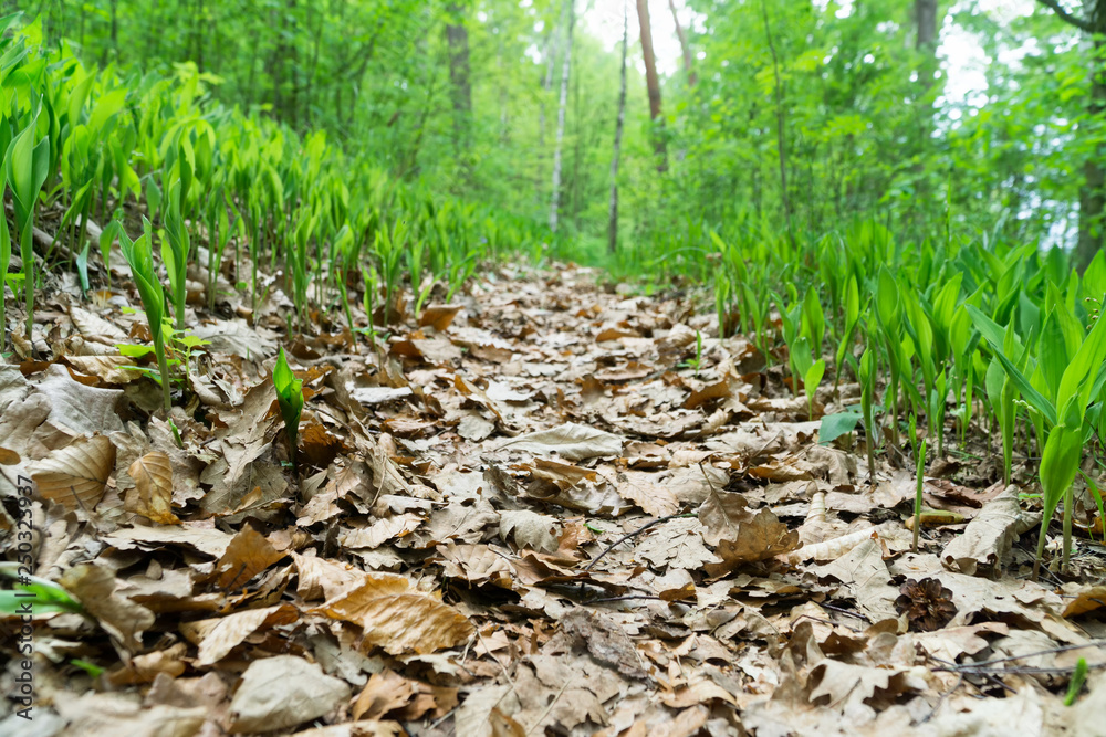 Path covered with dry oak and beech leaves in the forest, lilies of the valley on the sides, sunny spring day, view from below. Selective focus, blurred background.