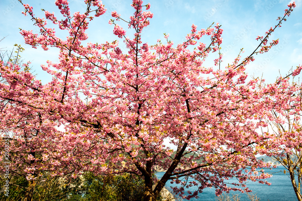 四浦半島の河津桜 四浦半島の河津桜