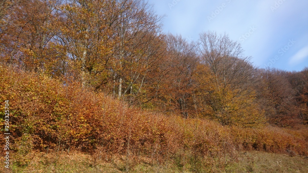 Autumn, trees