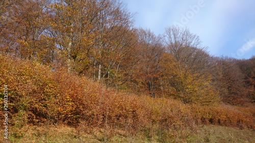 Autumn  trees
