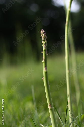 asparagus