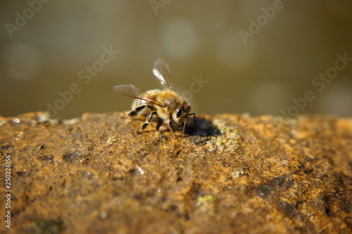 Insekt - Biene © Revilo Lessen