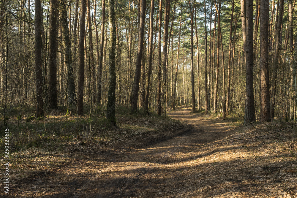 Fototapeta premium Path in the woods on a sunny morning.