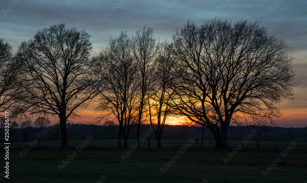 Oak trees in front of a nice evening sky. Oak trees in front of a nice evening sky.
