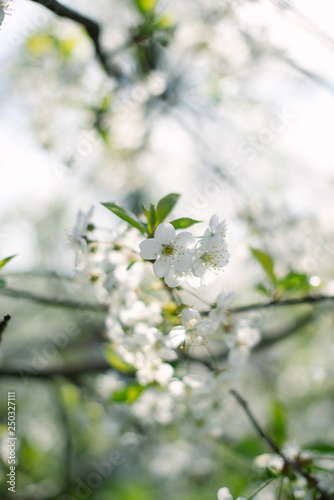 Flowering spring trees with a blurred background